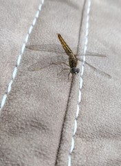 A dragonfly insect with four leaves in a steady position with dark yellow colour of it's body and black colour eyes