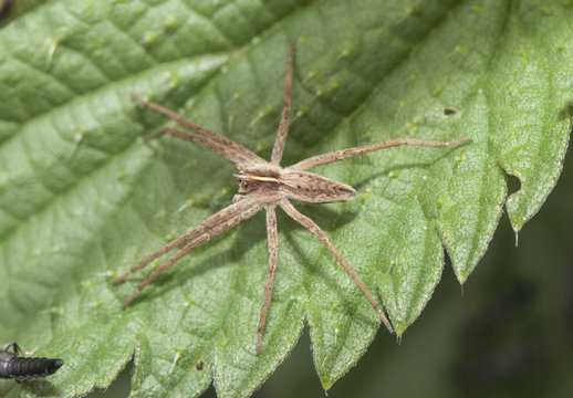 Pisaura mirabilis European Nursery Web Spider very common in all wet meadows stalking its prey
