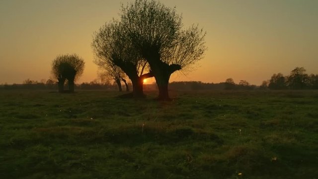 Dreamy, filmic, fantasy landscape in Poland. Wkra river bank at sunset with old willows silhouettes against setting sun. 