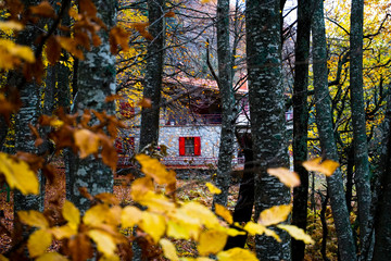 Little red windowed cabin in the woods