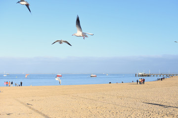 plage d arcachon depuis la jetee tiers