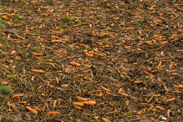 Karotten liegen auf einem Acker und verderben