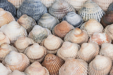 muscheln, strand, ornament, muster, muschelbank, herzmuscheln, Cerastoderma edule, seestern, glück, sand, beach, mollusken, Meeresfrüchte, Erholung, Norsee, Ostsee, Urlaub, Wattenmeer, Watt, Ferien, S