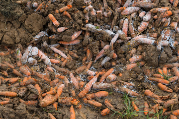 Karotten liegen auf einem Acker und verderben