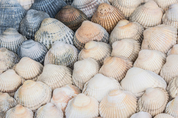 muscheln, strand, ornament, muster, muschelbank, herzmuscheln, Cerastoderma edule, seestern, glück, sand, beach, mollusken, Meeresfrüchte, Erholung, Norsee, Ostsee, Urlaub, Wattenmeer, Watt, Ferien, S