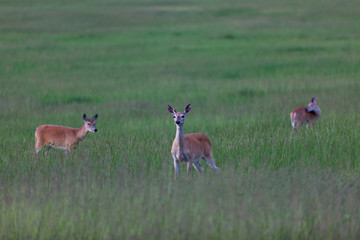 Naklejka na ściany i meble Three Deer in the Field