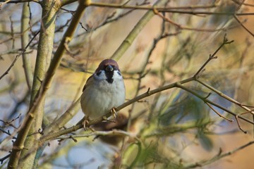 Ein Feldsperling / Feldspatz / Spatz sitzt bei Sonnenschein und warmen Licht im Herbst auf einem Ast, Passer montanus