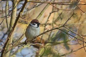Ein Feldsperling / Feldspatz / Spatz sitzt bei Sonnenschein und warmen Licht im Herbst auf einem Ast, Passer montanus