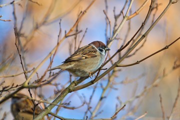 Ein Feldsperling / Feldspatz / Spatz sitzt bei Sonnenschein und warmen Licht im Herbst auf einem Ast, Passer montanus