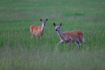 Two Deer in a Field