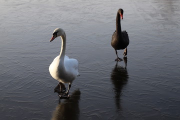 White and Black Swan together