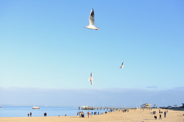 plage d arcachon depuis la jetee tiers