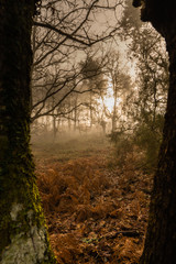  árbol torcido en bosque con hojas caídas en invierno con niebla