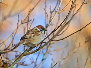 Ein Feldsperling / Feldspatz / Spatz sitzt bei Sonnenschein und warmen Licht im Herbst auf einem Ast, Passer montanus