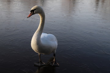 White Swan, Lake in Winter