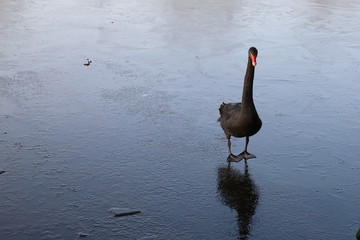 Black Swan Standing on Lake 