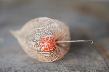 Physalis Lampionblume  (Physalis alkekengi), Lampionpflanze, herbst, makro, close up, verwitterung, filigran, schön, pflanze, natur, frucht, orange, beige