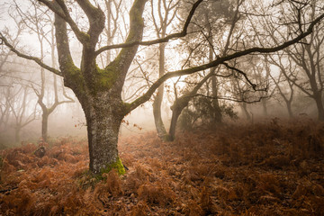 Fototapeta na wymiar árbol torcido en bosque con hojas caídas en invierno con niebla