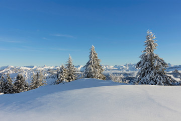 Snowy landscape with fir trees at a sunny winter day. Allgaeu Alps, Bavaria, Germany