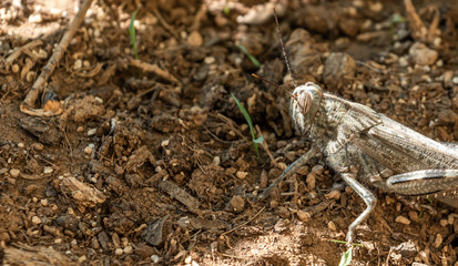 Grasshopper eating plant in the garden