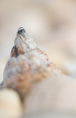 Wellhornschnecken, Buccinum undatumstrand, seestern, muster, muschelbank, herzmuscheln, isoliert sand, beach, mollusken, Meeresfrüchte, Erholung, Norsee, Ostsee, Urlaub, Wattenmeer, Watt, Ferien, Schn