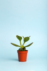 Small plant in a pot on a blue background. Growth and development, ecology and environment concept. Copy space