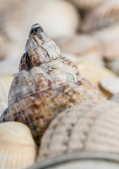 Wellhornschnecken, Buccinum undatumstrand, seestern, muster, muschelbank, herzmuscheln, isoliert sand, beach, mollusken, Meeresfrüchte, Erholung, Norsee, Ostsee, Urlaub, Wattenmeer, Watt, Ferien, Schn