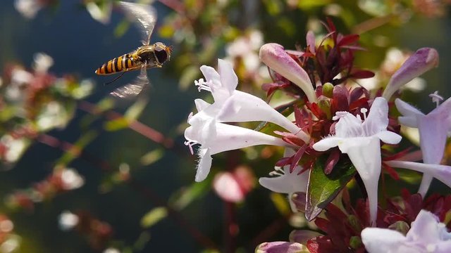 Close up video of a Marmalade Hoverfly (Episyrphus Balteatus) hovering around and gathering pollen from white abelia flowers. Shot at 120 fps.