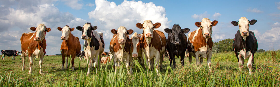 Group of cows stand upright on the edge of a meadow in a pasture, a panoramic wide view