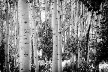 Forest with Aspen trees, Utah USA