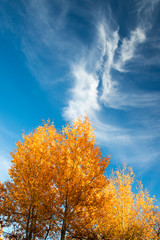 Fototapeta na wymiar Golden leaves on blue sky background
