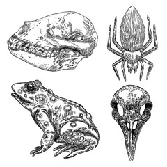 Obraz premium Magic animal elements design set. Hand drawn sketch for magician collection. Witchcraft spell symbols, wolf or dog skull bone, spider, frog, toad reptile, bird head skull. Vector.