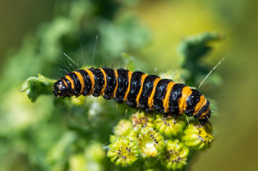 Cinnabar Moth caterpillar