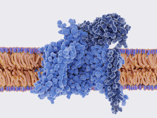 The voltage-gated sodium channel in the open conformation,side view,