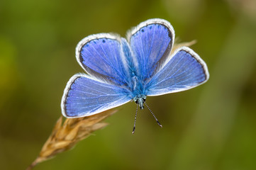 Common Blue butterfly male resting on a seed head
