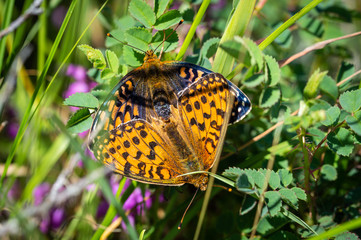 Dark Green Fritillary butterflies mating
