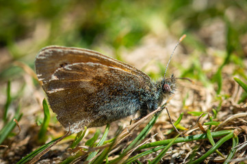 Small heath butterfly on the ground