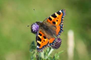 Small Tortoiseshell butterfly resting on Common Knapweed