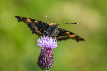 Small Tortoiseshell butterfly seen from the front on Common Knapweed