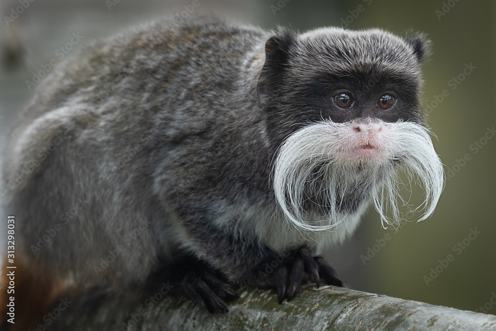 Poster a close up portrait of an emperor tamarin, showing its long moustache and staring alertly to the rig