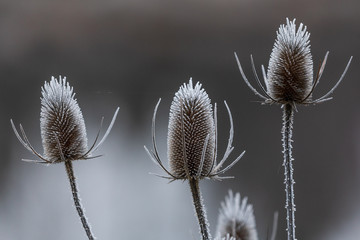 Frosted Thistle
