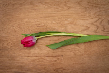 Tulpe 01