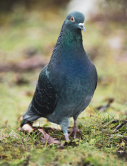 Model pigeon