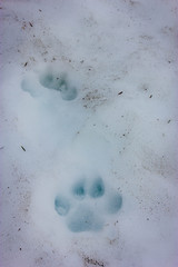 Dog footprints int he snow