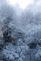 snow tree scene