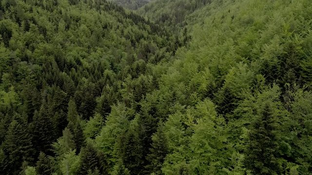 Beautiful forest in Poland, Beskid mountain ranges in the Carpathians. Aerial, drone footage.