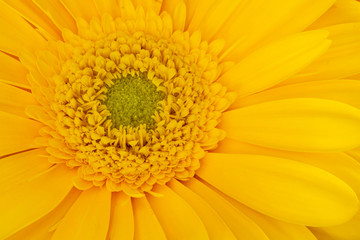 Yellow Geber daisy close up macro