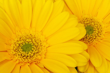 Yellow Geber daisy close up macro