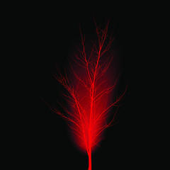 Mahogany in a black background. Young tree with branches without leaves.