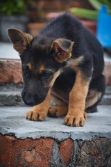portrait of a german shepherd dog